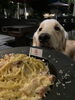 「愛犬とディナー！！　【入間・ジョンソンタウン・米軍ハウス・アメリカンハウス・豚肉料理専門店・とんかつ・ハンバーグ・パスタ・ソーセージ・カレー・ミートボール・女子会・ママ友・子連れ・ランチ・ディナー・カフェ・ペット可・禁煙・喫煙】」