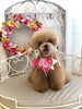 サランちゃん「わんこと秋桜　🐶」