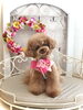 つぐおくん　指名スタイリスト／ＳＡＫＩ「わんこと秋桜🐶」