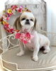 くーちゃん「わんこと秋桜🐶」