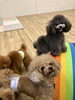 私も😃お写真撮って〜　そんなリリーちゃん「ましゅまろ幼稚園🐾パート４」