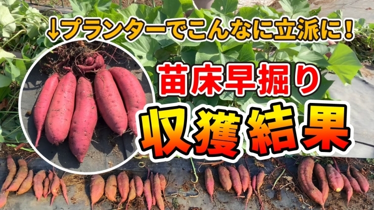 「【リサイクル農法】芋の苗床から品質の良いサツマイモを収穫する方法　たねのハシモトミヤ」