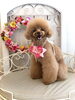 イハナちゃん「わんこと秋桜🐾」