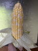 身がぎっしり詰まってました「北海道の🌽トウモロコシ　　甘い🧡」