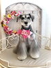 さくちゃん「わんこと秋桜🐾」