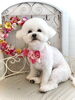 ぱんちゃん「わんこと秋桜　🐾」