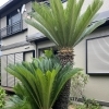 ソテツ！庭、植木、造園、ご相談は庭一。(横浜、磯子、金沢区)