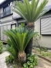 ソテツ手入れ後「ソテツ！庭、植木、造園、ご相談は庭一。(横浜、磯子、金沢区)」