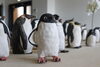「\\本日スタート！// ◇小樽水族館公認企画 さっぽろペンギンコロニーinおたる◇」