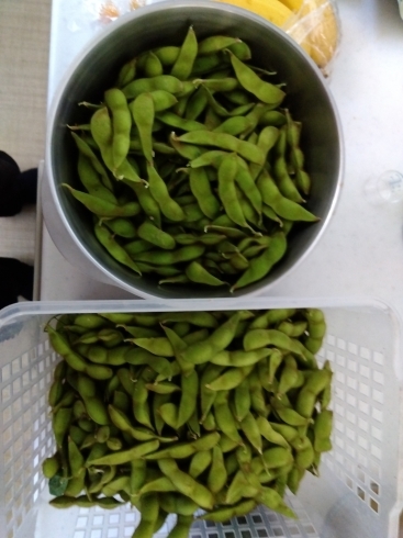 収穫された枝豆「豊作でした！【札幌北区太平の児童ディサービス】」