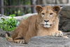 「ライオンのクレイが札幌市円山動物園へ引っ越します。」