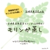 モリンガ蒸し始まります♨️「宮崎県初⁉️モリンガ100%蒸し始めます🌿♨️【宮崎市 脳洗浄 筋膜リリース よもぎ蒸し 美肌育エステ】」