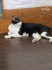 うさぎです。「いま、我が家の「うさぎ」が帰宅です。【創業平成7年、調査の青葉グループ 群馬-高崎・前橋、茨城-つくば・土浦、埼玉-熊谷、千葉-松戸で探偵31年の信頼と実積の青葉調査事務所】」