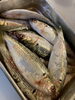 熊本天草産の小肌「小肌」