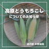 「『高原とうもろこし』についてのお知らせ」