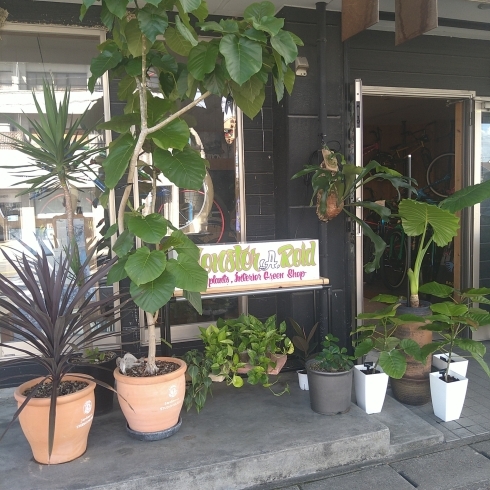 「観葉植物専門店 MONSTER_A.ROID 本日オープンです。」