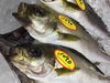 「魚魚市場鮮魚コーナーおすすめは「イサキ」です♪」
