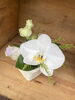 「敬老の日におすすめのお花 - 胡蝶蘭 -」