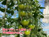 「寒さでさらーに濃く甘くなってます🍅」