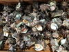 「魚魚市場鮮魚コーナーおすすめは「サザエ」です♪」