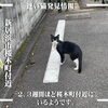 「『迷い猫らしき猫ちゃんがいる』という目撃情報をいただきました。（新居浜市桜木町付近）」