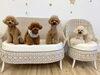 スタッフきぃ♡くまくん♡にこくん♡Ａきなこちゃん「ましゅまろ幼稚園🐶」