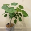 観葉植物セール開催中