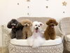 リリーちゃん♡ハッピーちゃん♡理玖くん♡くまくん「ましゅまろ幼稚園🐶」