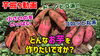 「【肥大化現象が⁉︎】各種植え付け方法によりサツマイモの肥大力が極端に変わるんです!たねのハシモトミヤ」