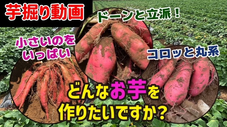 「【肥大化現象が⁉︎】各種植え付け方法によりサツマイモの肥大力が極端に変わるんです!たねのハシモトミヤ」