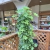 オススメ観葉植物