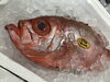 「魚魚市場鮮魚コーナーは「クロムツ」です♪」