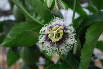 これがパッションフルーツの花!