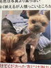 迷い犬「迷い犬の情報です。」