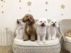 理玖くん♡むぎちゃん♡ぱんちゃん♡じろうくん「ましゅまろ幼稚園🐾」