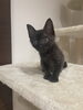 こんなに大きくなりっました。人間大好き「番外編 保護猫(クロネコ)に里親が見つかりました。」