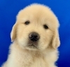 大型犬の子犬時は素晴らしく可愛いですね(^▽^)「お渡しさせていただきました(^▽^)」