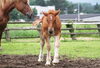 カメラに興味津々の、今年生まれた仔馬ちゃん「滝沢市のクラウドファンディングがスタートしました！！」
