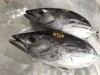「魚魚市場鮮魚コーナーおすすめは「本ガツオ」です♪」
