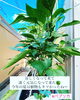 ベランダ菜園されてますか？「植物の力って凄い！！」