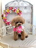 チャコちゃん「わんこと秋桜」