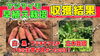 「【驚きの収量が・・・】サツマイモの特性を考えて栽培管理してみたら「大◯◯」の姿が見えてきたんです♪ たねのハシモトミヤ」