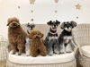 ネム♡マリン♡くま♡アン♡こなつ「ましゅまろ幼稚園🐶」