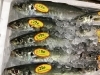 「魚魚市場鮮魚コーナーおすすめは「青アジ・イサキ」です♪」