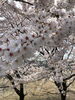 中ノ口緑地公園「·˖✶ お花見に行きました ·˖✶」