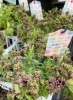 「ペチュニア　湘南リプル入荷してます。」