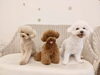 ぽんかんくん♡くまくん♡ぱんちゃん「ましゅまろ幼稚園🐾」