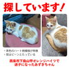 「迷い猫を探しています【西条市下島山甲オレンジハイツ】」