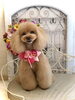桃ちゃん「わんこと秋桜」