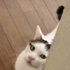 シッター頼んで 保護猫支援！？